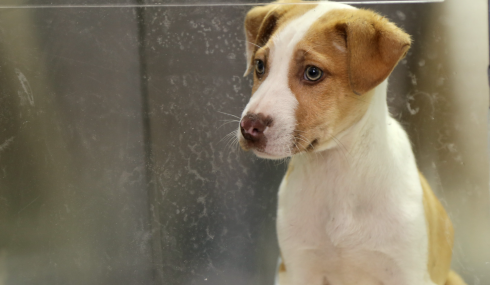 Kedi ve köpekler için yoğun bakım üniteleri hayata geçti